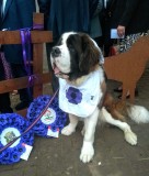 Purple_Poppy_Day_2023_2