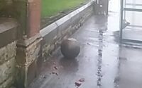 Stone Ball at Uphall Cemetery